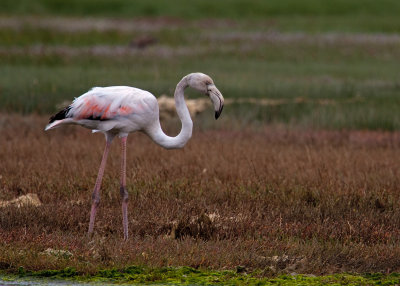 Greater Flamingo  (9526)