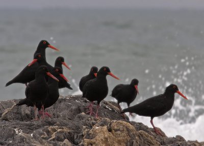 Oyster Catchers (9338)