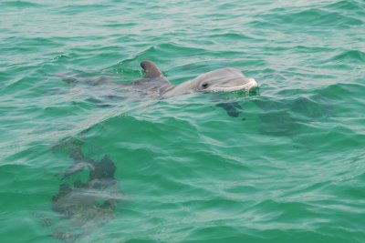 Dolphins galore