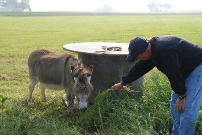 From a mule to a donkey :-)