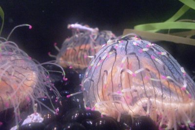 jelly fish at the Aquarium in Boston