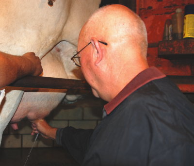 Mike milking a cow