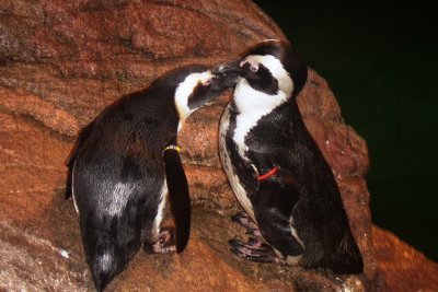 penguins