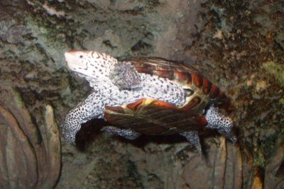 Turtle at the Aquarium