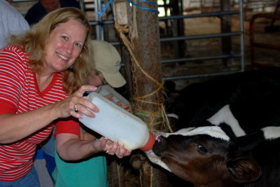 Judy feeding a calf