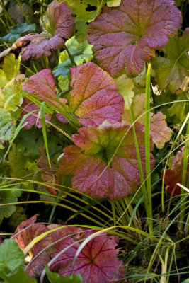 Red Gunnera