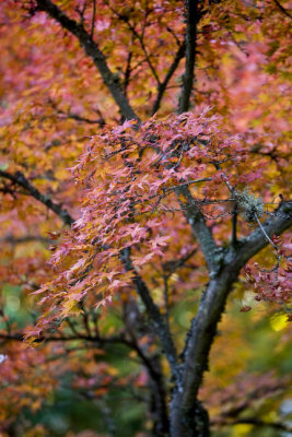 Red-orange maple