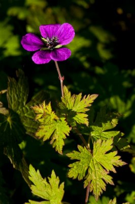 Geranium