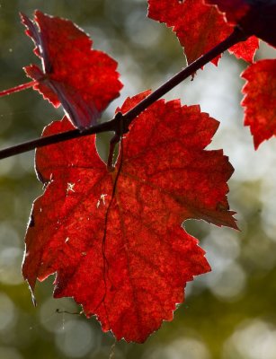 On the vine