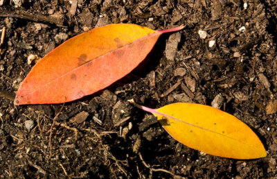 Bellevue Botanical Garden in Autumn
