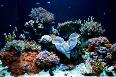 Black Lighted Clam