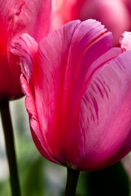 Roozengaarde Tulips