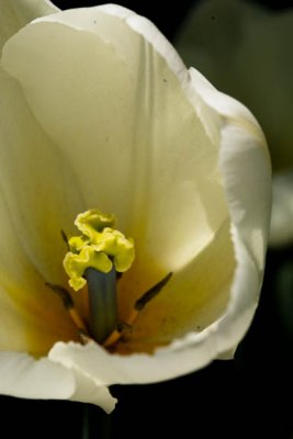 Magnolia tulip1