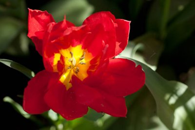 Red gem