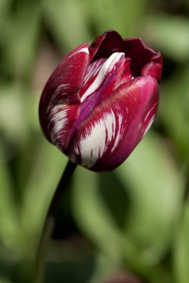 Burgundy swirl1