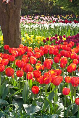 Tulip palette