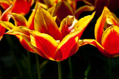 Oriental flames