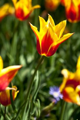 Lily tulip