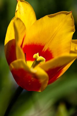 Lily tulip closeup