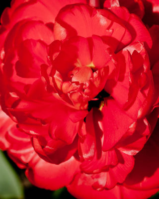 Peony tulip