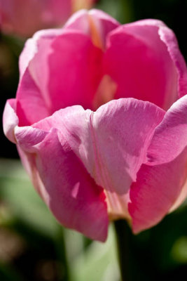 Pink jaws