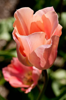 Apricot beauty