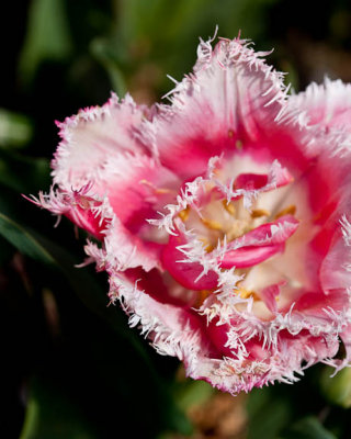 Pink frills
