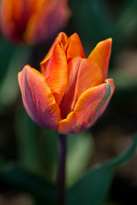 Bird of paradise