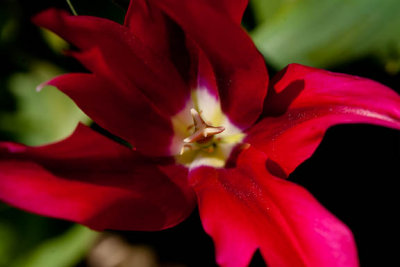 Christmas catcus tulip