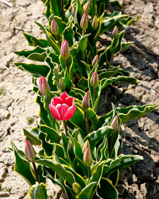 Early bloomer2