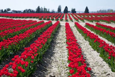 Red rows