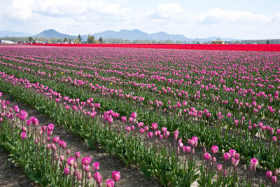 Sea of pink & red
