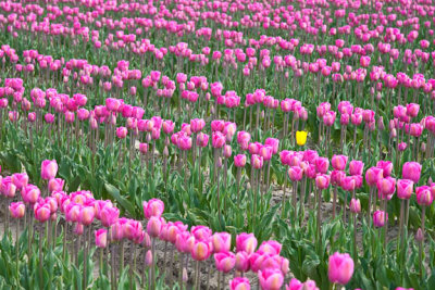 Yellow standout