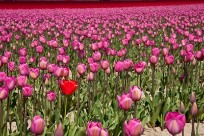 Red standout