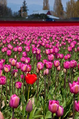 Tulip landscape