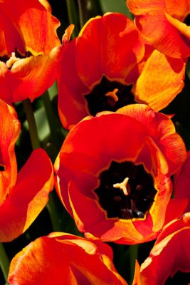 California poppy tulips