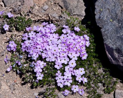 Phlox