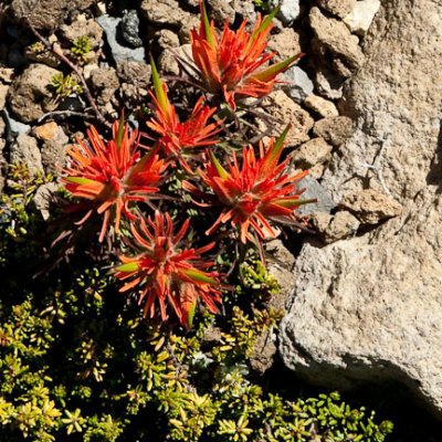 Scarlet paintbrush