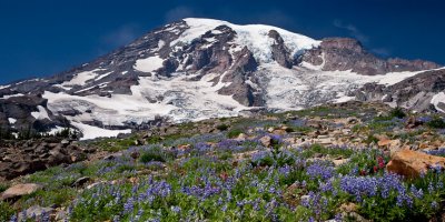 Mt. Rainier Summer Wildflowers