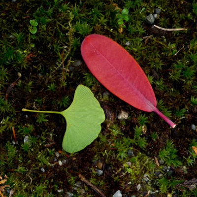 gingko & red leaf