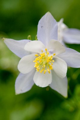 Lower Loop Columbine