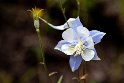 Lower Loop Columbine