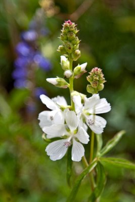 Lower Loop Mallow