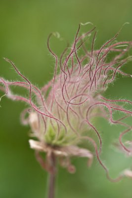 Lower Loop - Kewpie Hair Flower
