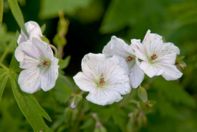 WMP Geranium