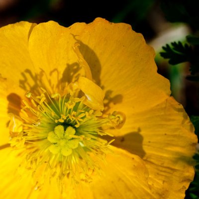 PML Poppy closeup