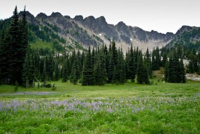 Palisades meadow