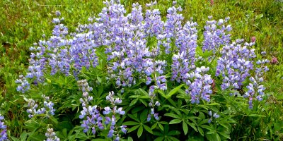 Lupine bush