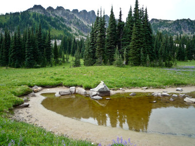 Tadpole lake3