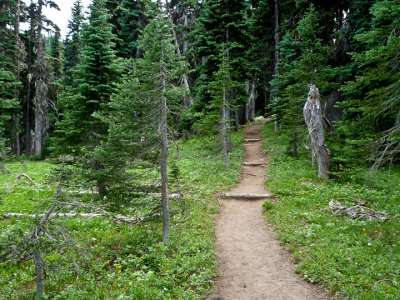 Thru the woods